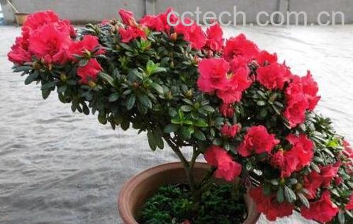 四季杜鹃花的养殖方法和注意事项-0