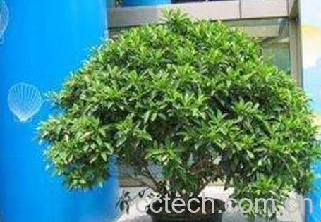 非洲茉莉的修剪方法 -0