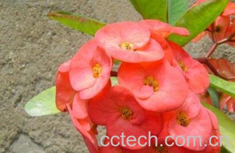 刺梅叶子发黄怎么回事 刺梅叶子发黄的原因-0