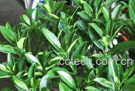 非洲茉莉的修剪方法 -1