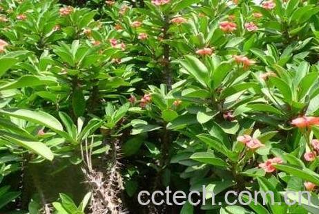 刺梅叶子发黄怎么回事 刺梅叶子发黄的原因-1