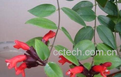 口红吊兰怎么扦插图解 口红吊兰怎么养-0