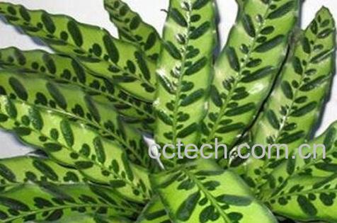 猫眼竹芋的养殖方法和注意事项-1