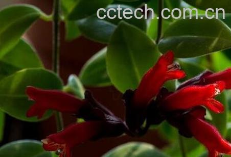 口红吊兰怎么扦插图解 口红吊兰怎么养-1