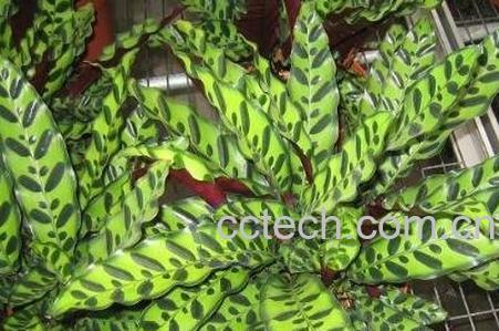 猫眼竹芋的养殖方法和注意事项-0