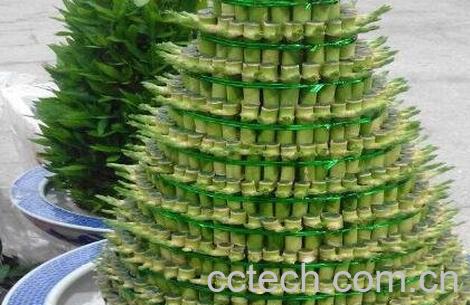 节节高叶子发黄怎么办-0