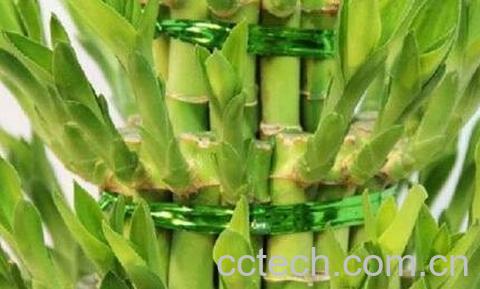 节节高叶子发黄怎么办-1