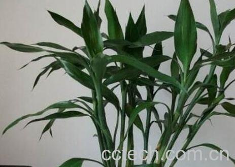 养水竹为什么要放铁钉 养水竹要注意什么-1