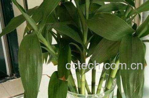 养水竹为什么要放铁钉 养水竹要注意什么-0