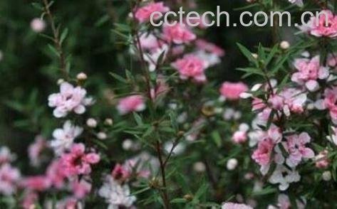 松红梅的养殖方法-1