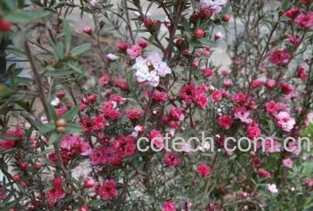 松红梅的养殖方法-0