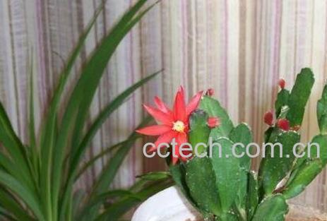 蟹爪兰不开花的原因-0