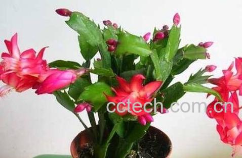 蟹爪兰不开花的原因-1