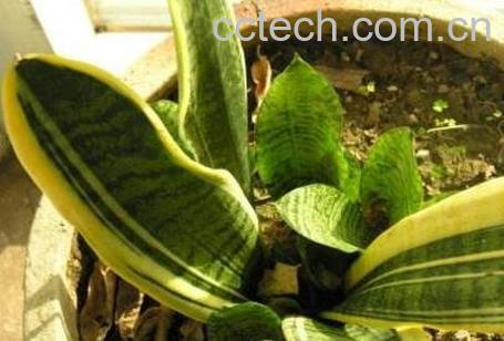 虎皮剑兰的养殖方法和注意事项-1