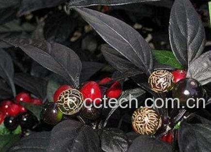 黑珍珠花怎么养-0