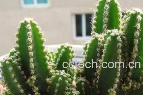 种植万重山的好处 万重山怎么养-1