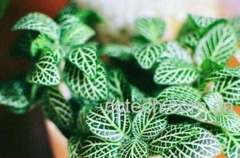 网纹草的养殖方法和注意事项-1