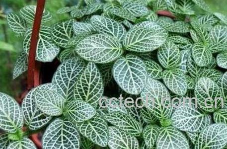 网纹草的养殖方法和注意事项-0