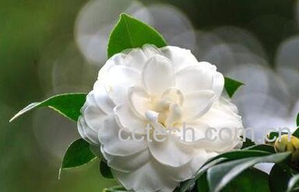 白茶花的功效与作用-1