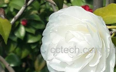 白茶花的功效与作用-0