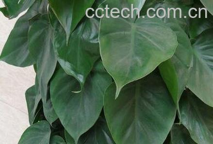 心叶藤有什么功效 心叶藤的药用价值-0