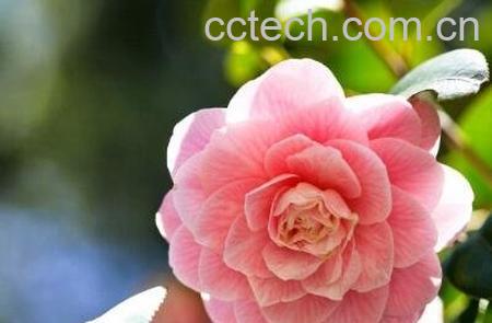 山茶花的功效与作用及副作用-1