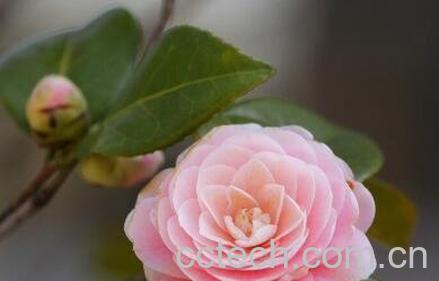 山茶花的功效与作用及副作用-0