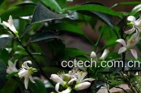 玳玳花的养植与修护-0