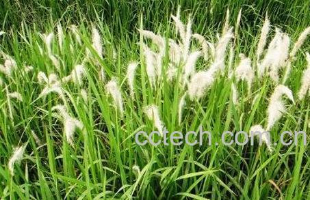 白茅花的作用与功效-0