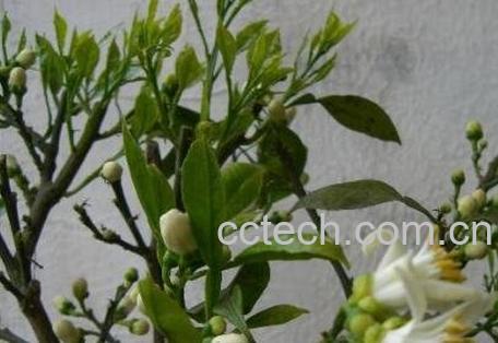 玳玳花的养植与修护-1