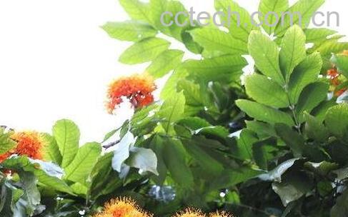  无忧树的种植方法-0