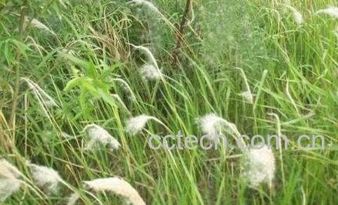 白茅花的作用与功效-1