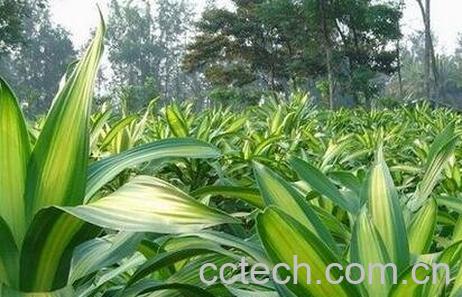 巴西铁树的养殖方法和注意事项-0