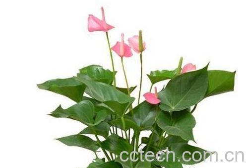 粉掌的养殖方法和注意事项-0