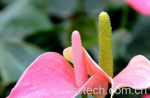 粉掌的养殖方法和注意事项-1