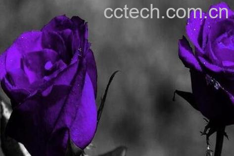 紫玫瑰与粉玫瑰的区别-0
