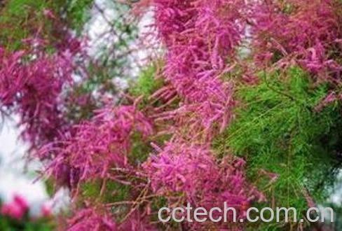 柽柳图片 柽柳的养殖方法-0