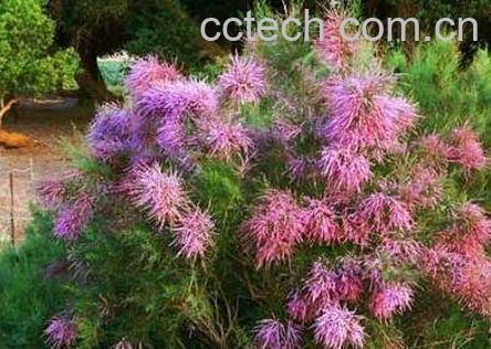 柽柳图片 柽柳的养殖方法-1