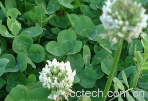 车轴草简介 车轴草怎么种-0