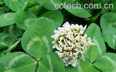 车轴草简介 车轴草怎么种-1