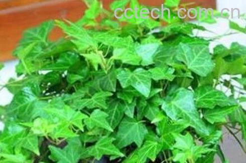 常春藤怎么养 常春藤的养殖方法-0