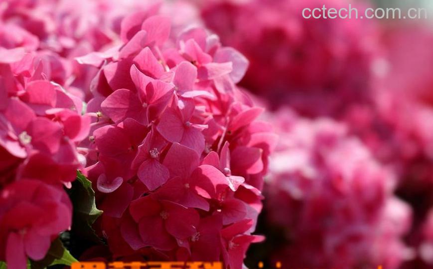 果蔬百科绣球花和大绒球有什么区别-0