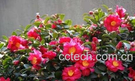 茶梅的养殖方法和注意事项-0