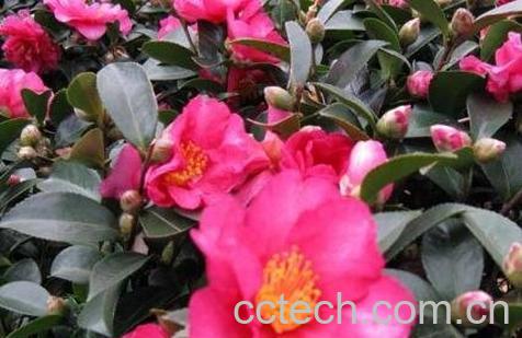 茶梅的养殖方法和注意事项-1