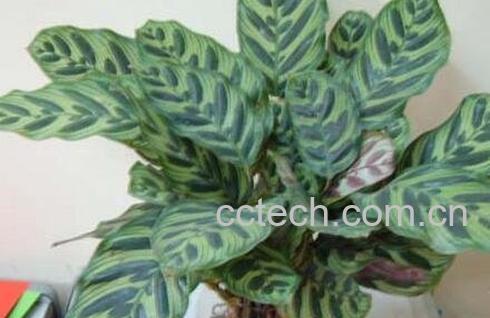  竹芋的养殖方法和注意事项-0