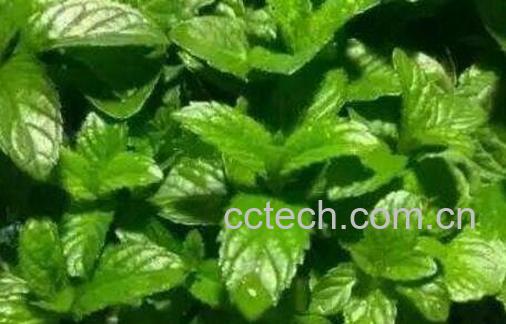 薄荷草可以放卧室吗 薄荷草的副作用有哪些-0