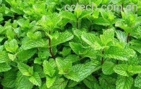 薄荷草的功效与作用-1