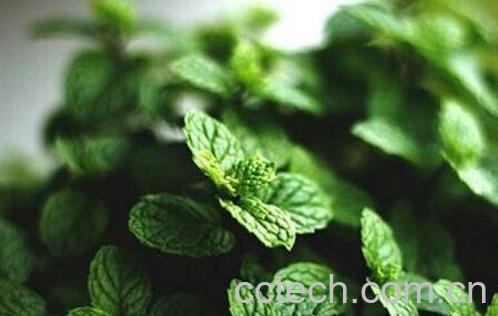 薄荷草的功效与作用-0
