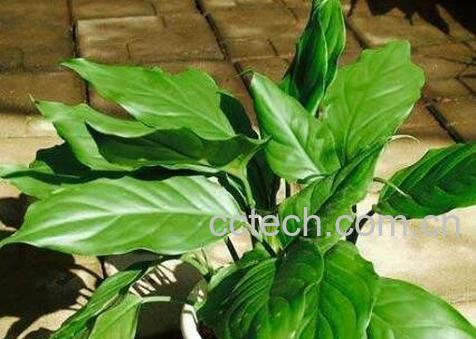 办公室放什么植物风水好-0