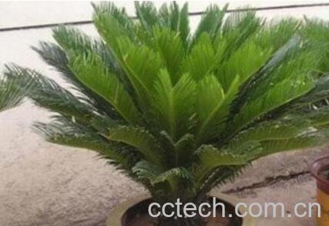 办公室放什么植物风水好-1